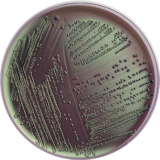 CAS 57-88-5  Cholesterol胆固醇